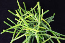 18 Fresh Healthy Pencil Cactus Cuttings - Euphorbia Tirucalli